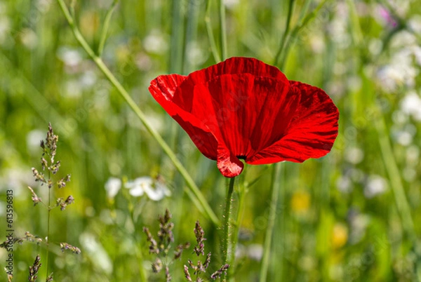 Obraz Botanic Gardens