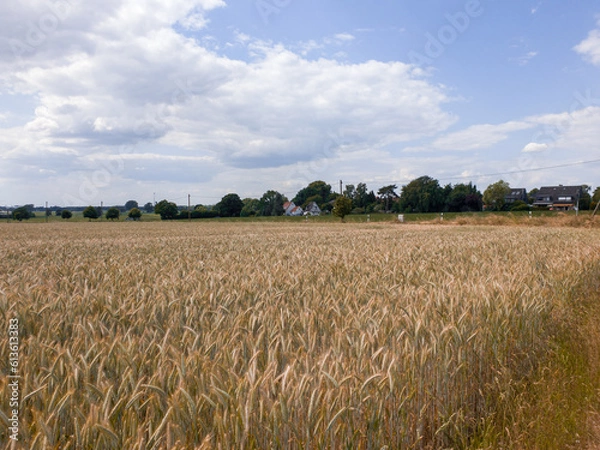 Fototapeta Close up of rye ears, field of ripening rye in a summer day. Sunrise or sunset time Close up of rye ears, field of ripening rye in a summer day. Sunrise or sunset time