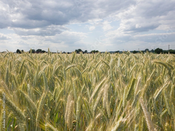 Fototapeta Close up of rye ears, field of ripening rye in a summer day. Sunrise or sunset time Close up of rye ears, field of ripening rye in a summer day. Sunrise or sunset time