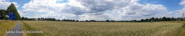 Fototapeta panorama of rye ears, field of ripening rye in a summer day. Sunrise or sunset time Close up of rye ears, field of ripening rye in a summer day. Sunrise or sunset time