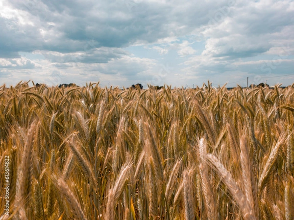 Fototapeta Close up of rye ears, field of ripening rye in a summer day. Sunrise or sunset time Close up of rye ears, field of ripening rye in a summer day. Sunrise or sunset time