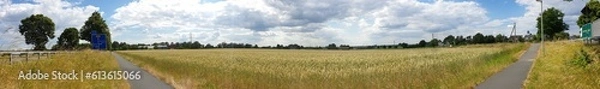 Fototapeta panorama of rye ears, field of ripening rye in a summer day. Sunrise or sunset time Close up of rye ears, field of ripening rye in a summer day. Sunrise or sunset time