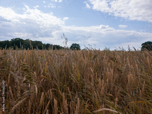 Fototapeta Close up of rye ears, field of ripening rye in a summer day. Sunrise or sunset time Close up of rye ears, field of ripening rye in a summer day. Sunrise or sunset time