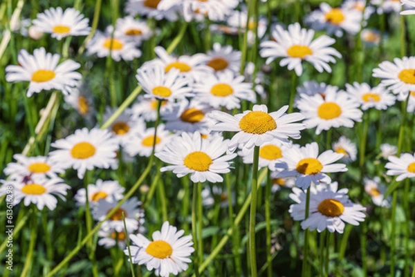 Fototapeta White daisy flowers in the garden, selective focus.