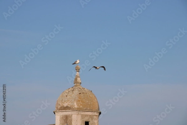 Obraz Seagulls on towel