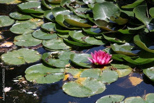 Obraz Frog with pink water lily