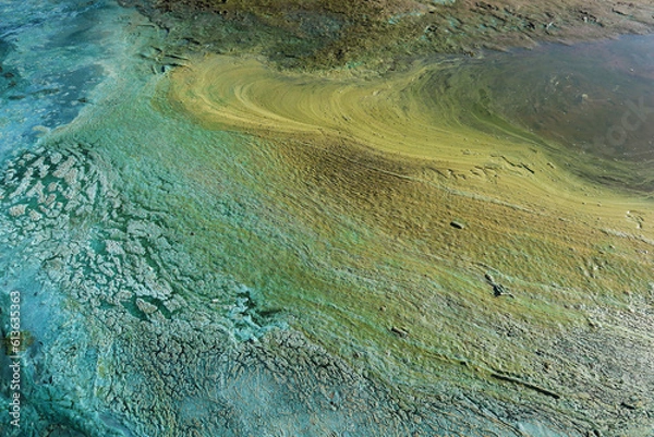 Obraz Blue-green algae (cyanobacteria) colony. Active reproduction of microscopic of toxic bacteria in freshwater environments is a global environmental problem of nature pollution.