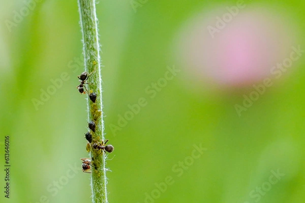 Obraz Ameisen 