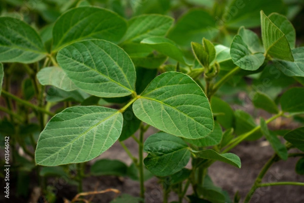 Obraz close up of a plant of soybean