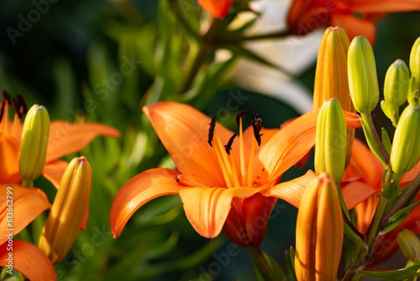 Fototapeta Blooming orange flowers