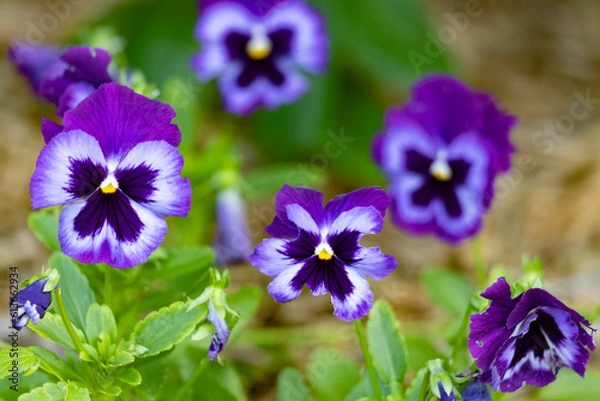 Obraz Violet and black face flowers