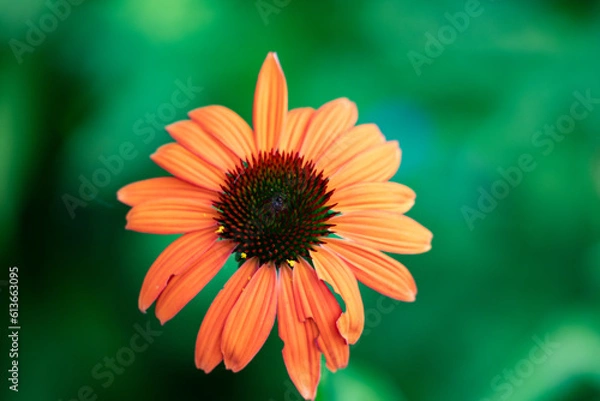 Obraz Orange flower in a field