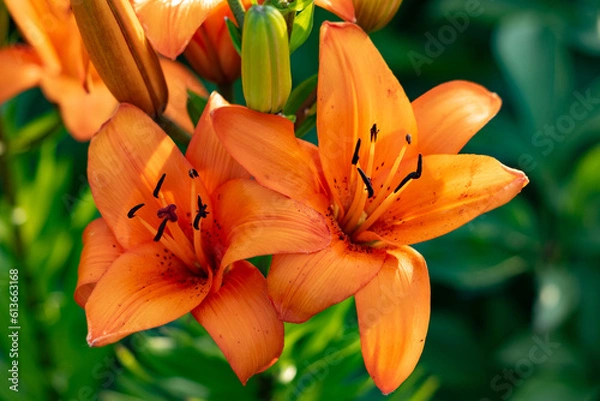 Obraz Orange tiger lily