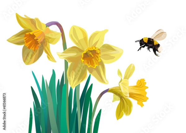 Obraz Daffodils and bumblebee