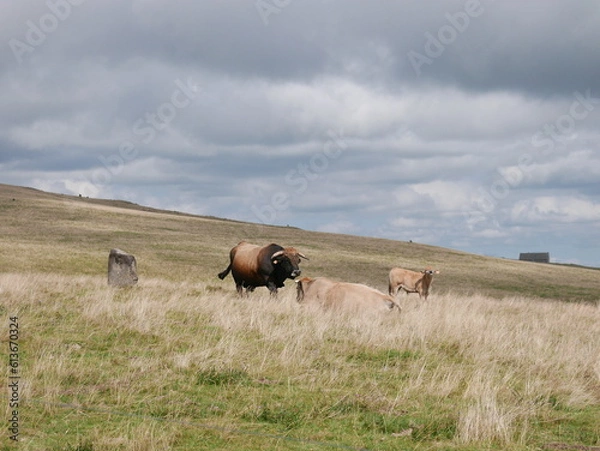 Fototapeta aubrac
