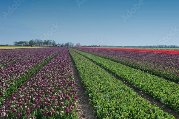 Obraz Tulpenfelder bei Zeewolde - Niederlande