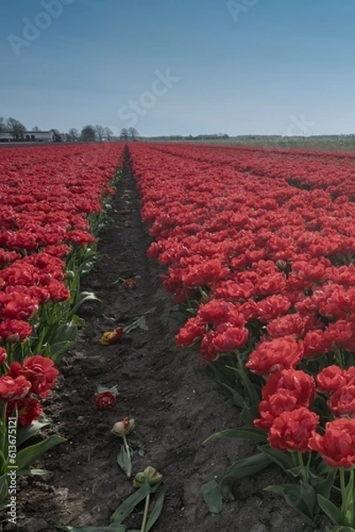 Obraz Tulpenfelder bei Zeewolde - Niederlande