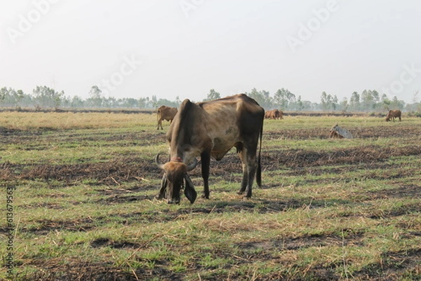 Fototapeta Cows are eating grass in the fields in Thailand during the dry season.