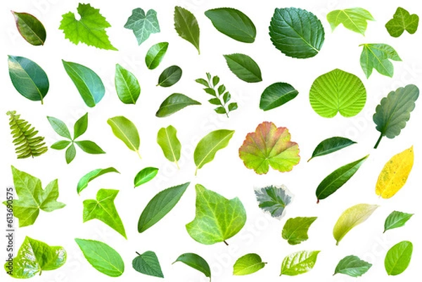 Fototapeta 葉っぱ一枚ずつの切抜き集（背景透過）