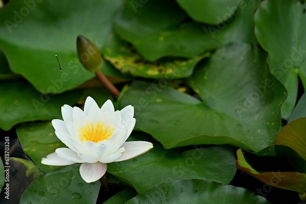 Obraz 白い水連と丸い緑の葉と池の水