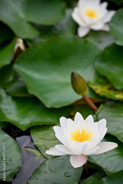 Obraz 白い水連と丸い緑の葉と池の水