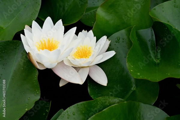 Obraz 白い水連と丸い緑の葉と池の水
