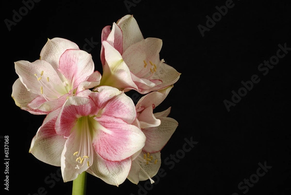 Obraz amaryllis blanc et rose