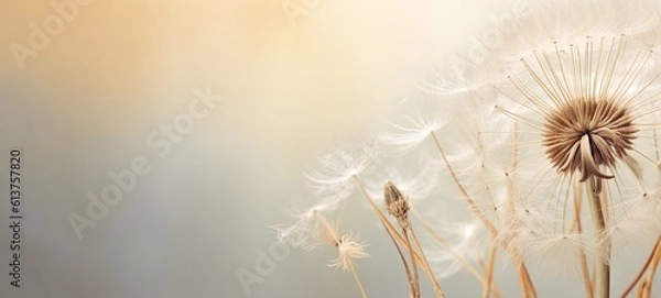 Obraz Condolence, grieving card, loss, funerals, support. Beautiful elegant dandelion on a neutral background for sending words of support and comfort.