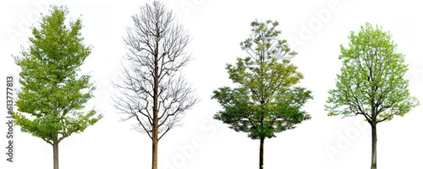 Obraz 木の切抜き（背景透過）