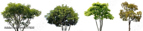 Obraz 木の切抜き（背景透過）