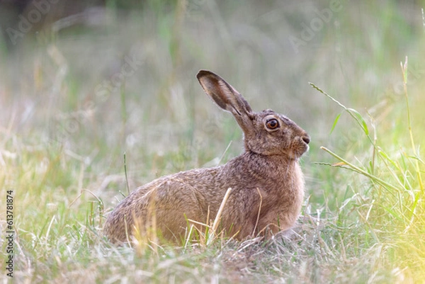 Fototapeta Rabbit in the grass in the late evening