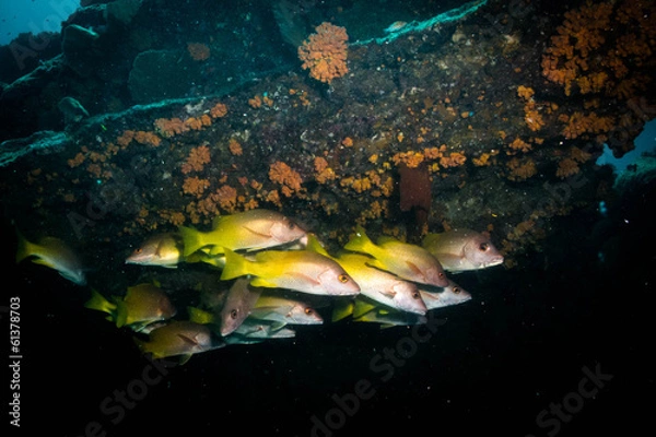 Fototapeta The reef at the sea of cortez