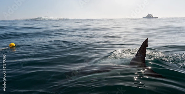 Obraz Shark fin above water
