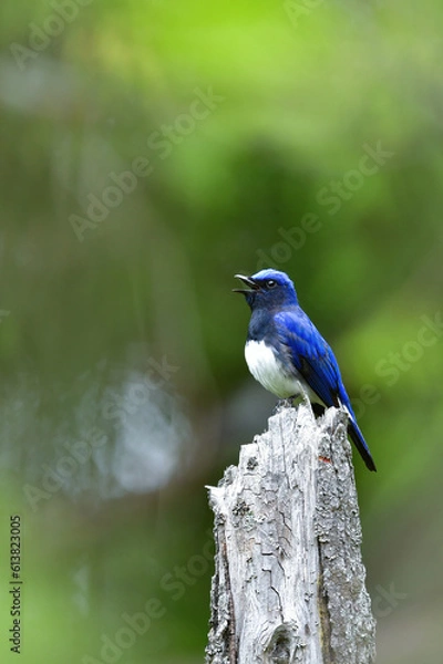 Obraz 初夏に雑木林や山の谷に渡ってくる、涼し気な美しい声で囀るオオルリ