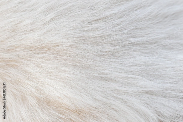Fototapeta beautiful abstract white fur texture background