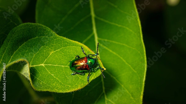 Fototapeta Shiny Dog Bane Leaf Beetle on Dog Bane Leaf Macro Close up - Chrysochus auratus