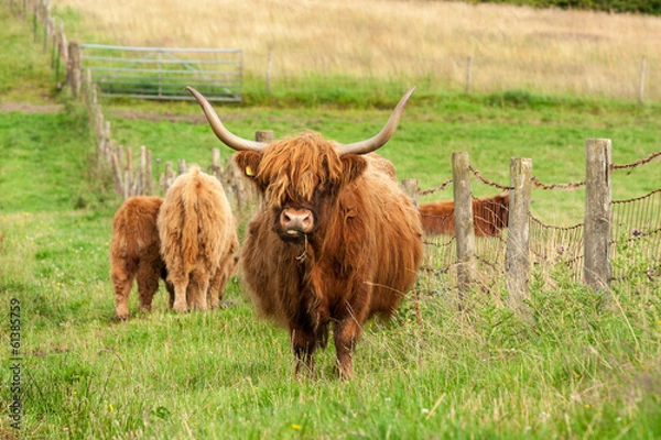 Obraz Scotland Angus cattle
