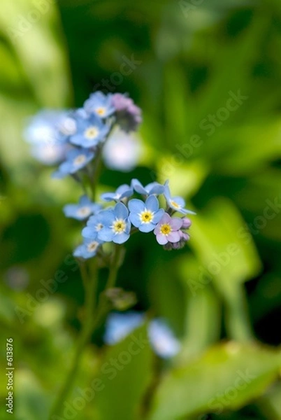 Fototapeta fleurs bleues