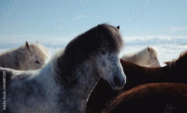 Obraz Wild Horses