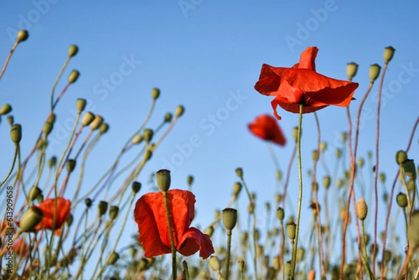 Obraz Czerwone maki, makówki, kwiaty polne, maki na łące. Red poppies, poppies, field flowers, poppies in the meadow.