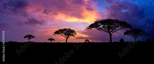 Fototapeta Panoramic tree silhouette in Africa with sunset, tree silhouette with sun Dark trees on open field, dramatic sunset, typical african sunset