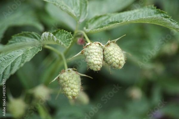 Fototapeta Unripe raspberries hanging on a raspberry bush branch
