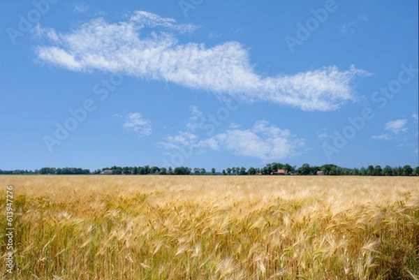 Obraz Field in the Noordoostpolder, Flevoland province, The Netheralnds || Akker in de Noordoostpolder, Flevoland