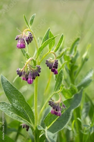 Fototapeta Echter Beinwell / True Comfrey