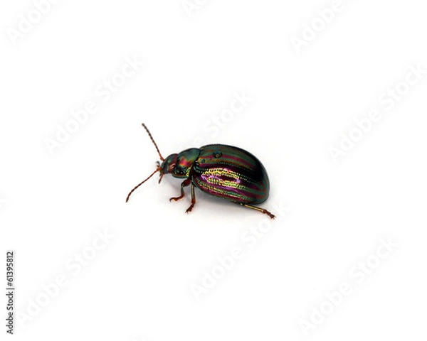 Fototapeta Rosemary Beetle