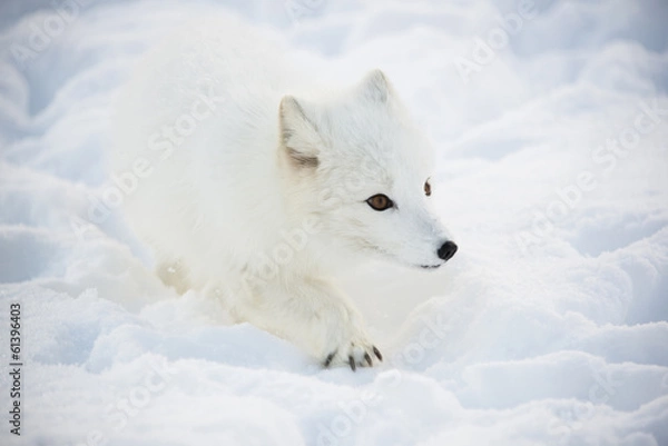 Fototapeta Arctic fox