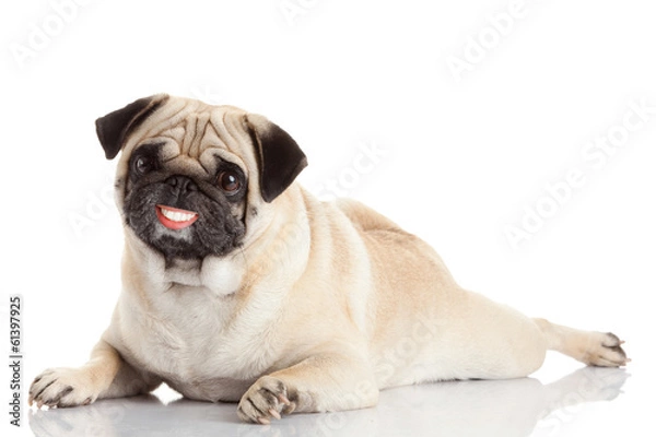 Fototapeta pug dog with a huge smile isolated on a white background. dog wi