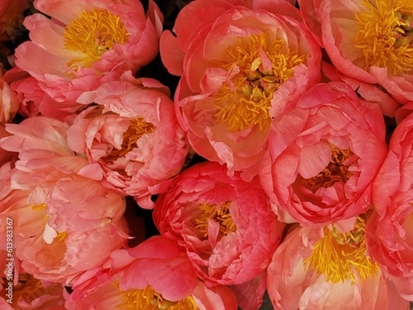 Obraz background of flowers