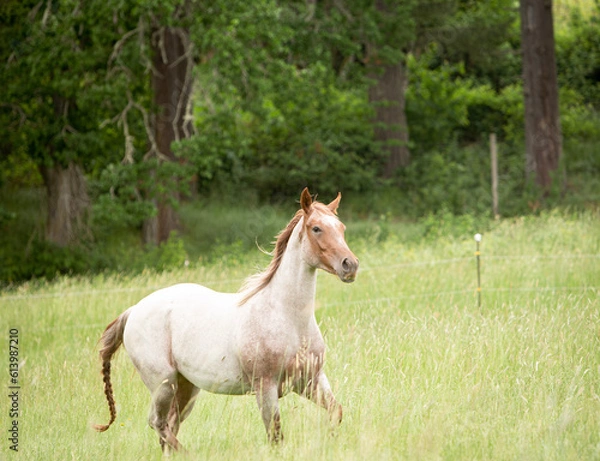 Obraz horse in the field