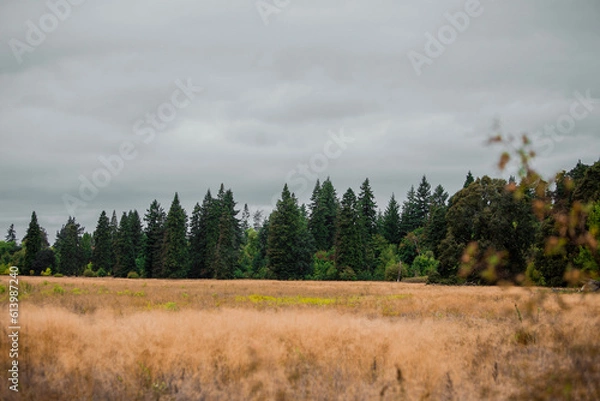 Fototapeta stormy forest